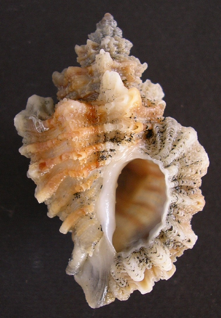 Ocenebra erinaceus (L. 1758)